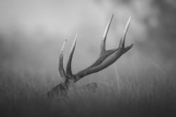 Silent Crown