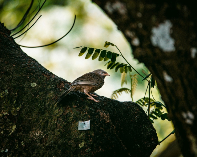 Yellow-billed babbler