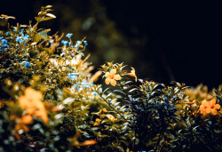 Flowers at Pera