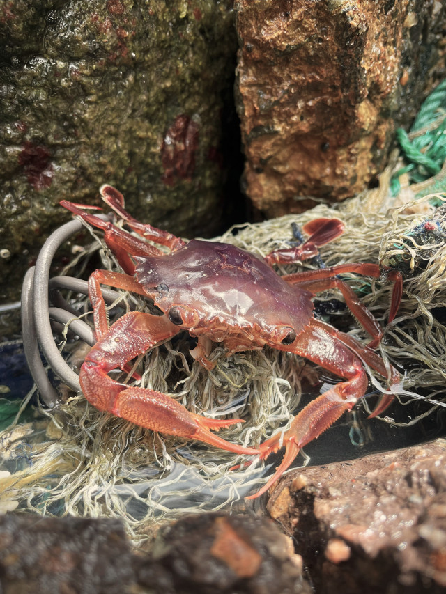 crab on polluted water