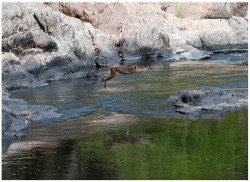 Primate's Plunge