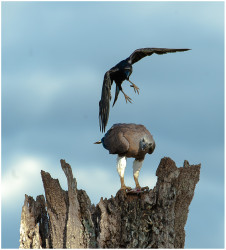 Sky Battle