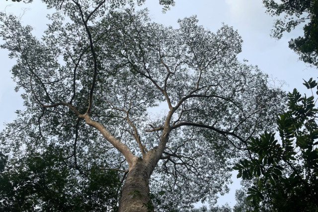 Lungs of the Earth