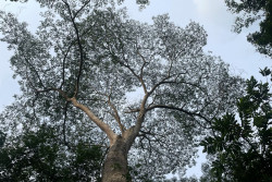Lungs of the Earth