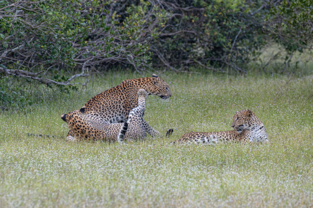 Spotting the Spotted