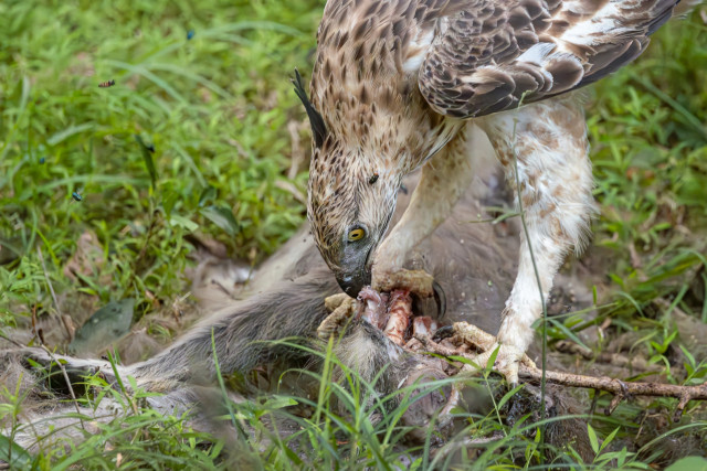 A Predator's Feast