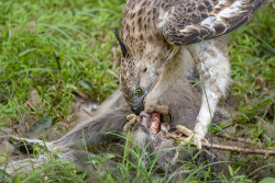 A Predator's Feast
