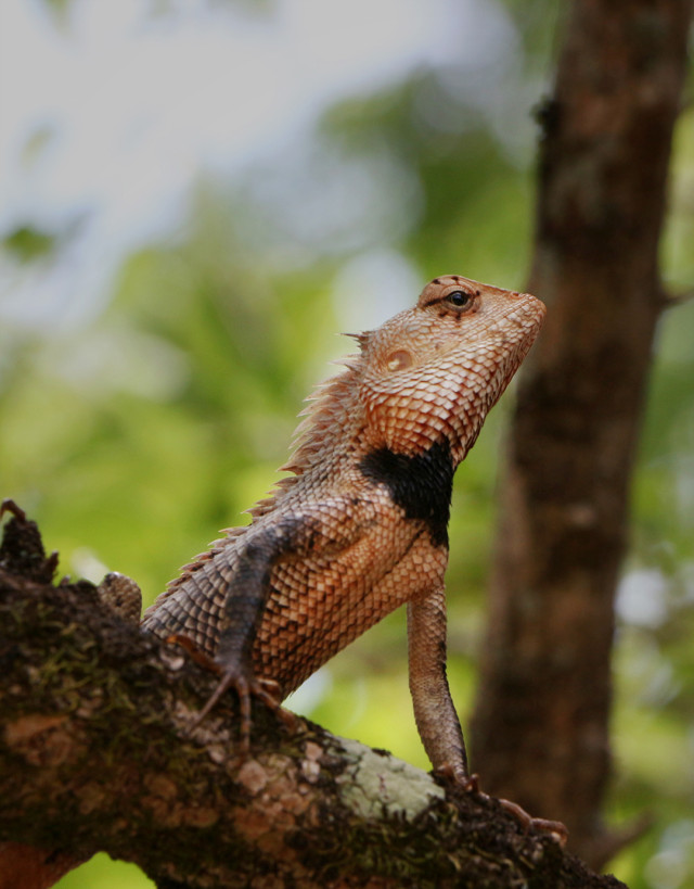 Basking in Glory