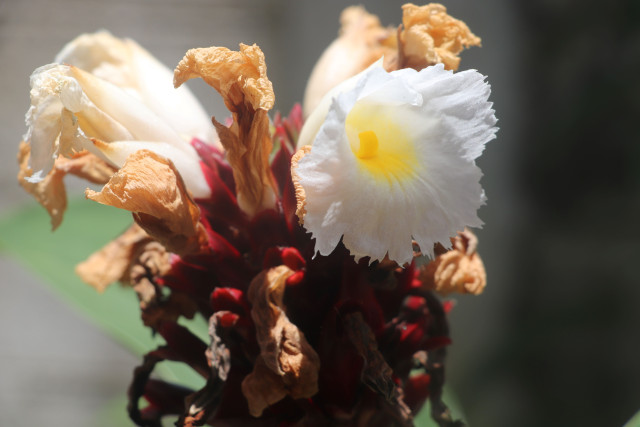 White Bloom