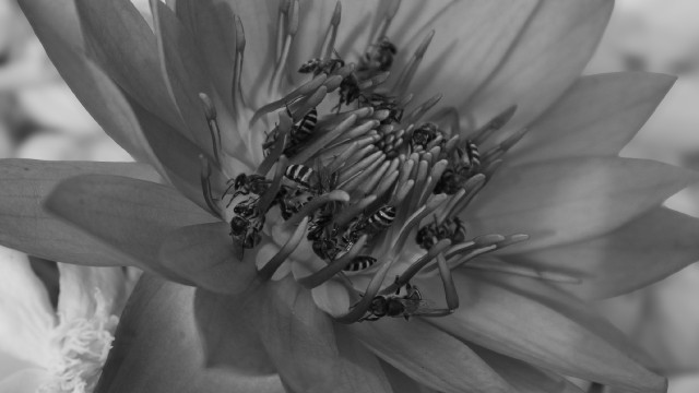 Bees