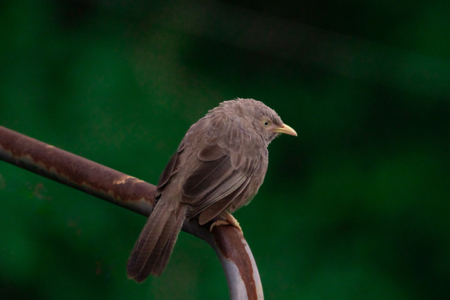 NW Hiruka Gunasekara 01 Perched in peace.