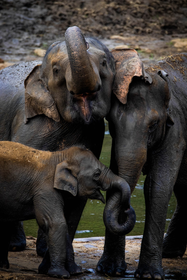 NW Hiruka Gunasekara 02 Little Family Is Gold
