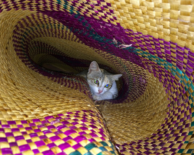 Cat in the mat