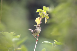 COMMON-TAILOR-BIRD