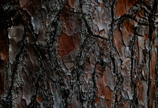 Texture