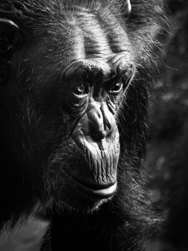 Chimpanzee