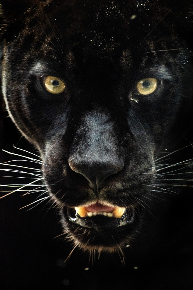 Black Jaguar