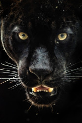 Black Jaguar