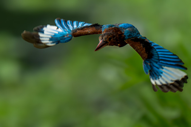 NATURE'S BLUE