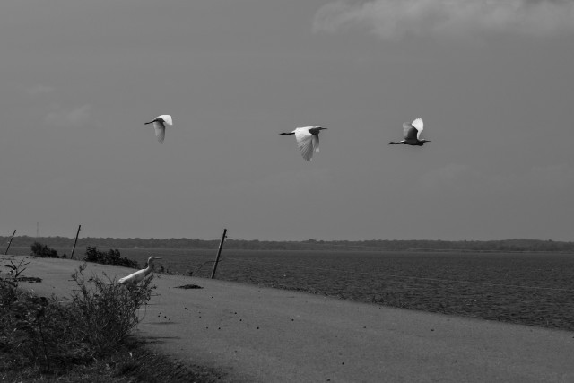 Birds of Flight