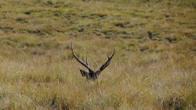 The beauty of the deer is nature's masterpiece.
