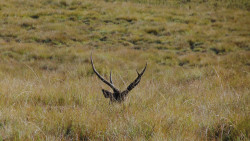 The beauty of the deer is nature's masterpiece.