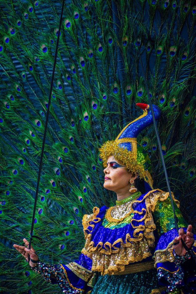 Peacock Elegance