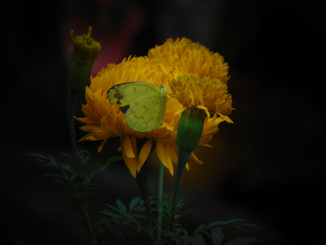 A butterfly wasn't always beautiful.
