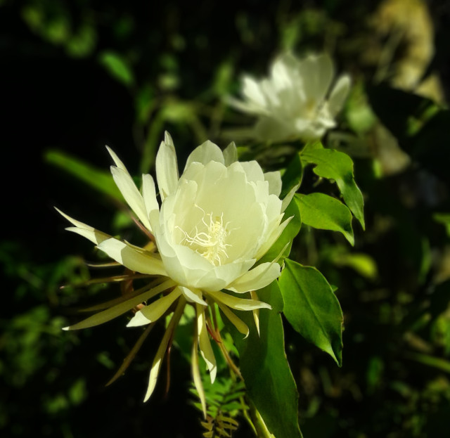 Kadupul