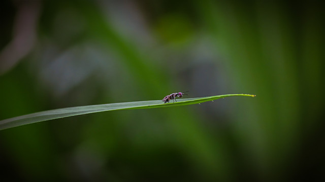 Little flyer