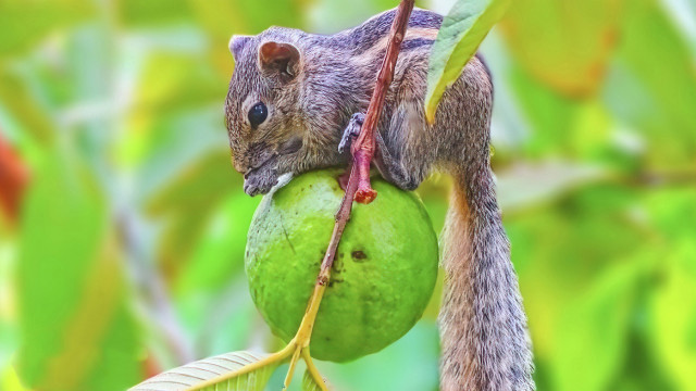 The little Thief