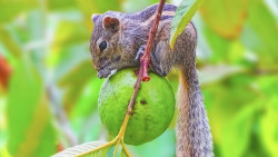 The little Thief