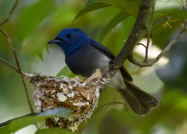 Black-naped monarch