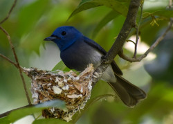 Black-naped monarch
