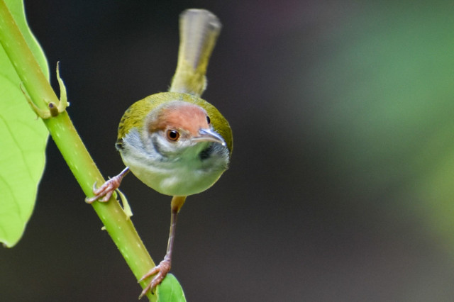 Tailor bird