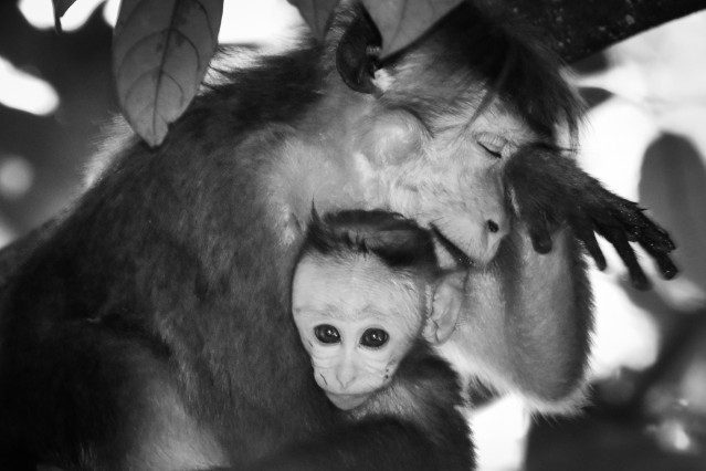 Mother's love