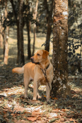 My pet