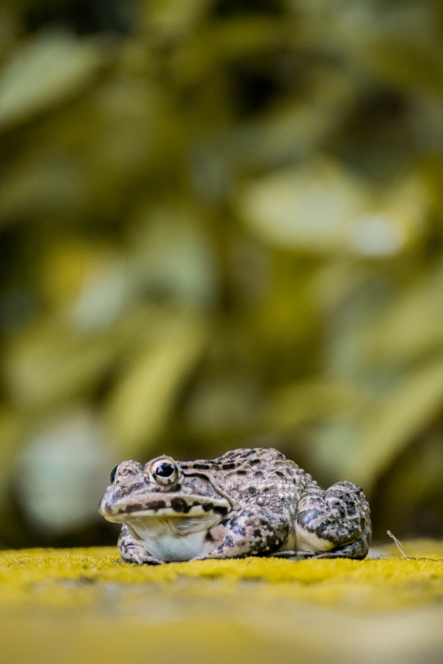 An amphibian