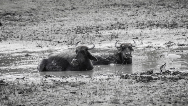 Animals Life During Dry Season