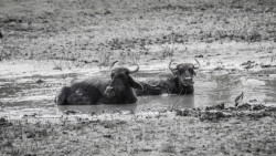 Animals Life During Dry Season