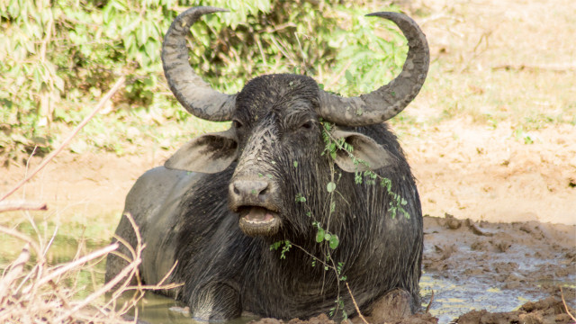 Animals Life During Dry Season