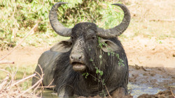 Animals Life During Dry Season