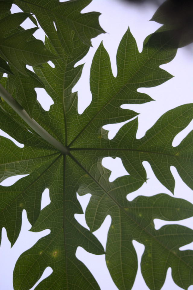 Patterns Of Nature