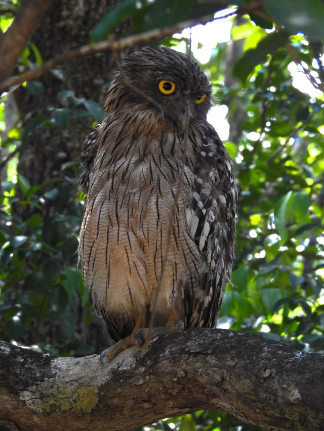 Sneak Peak (Owl)