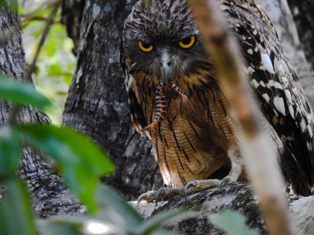 Owl