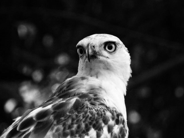Eagle