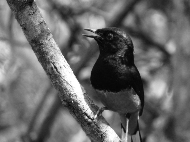 Bird life