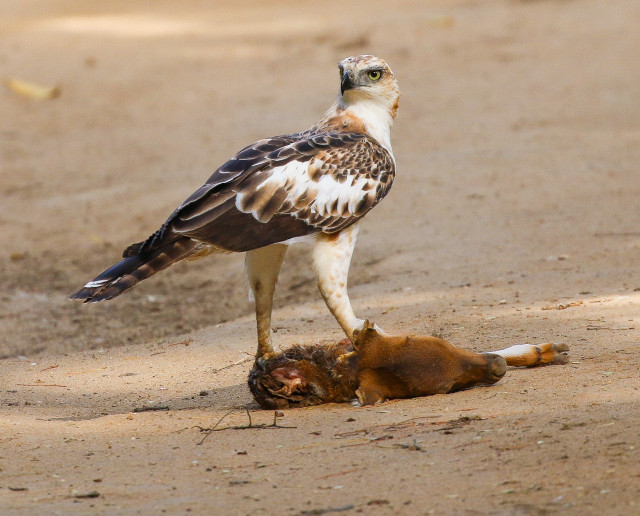 Crested Hawk Eagle