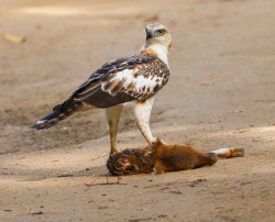Crested Hawk Eagle