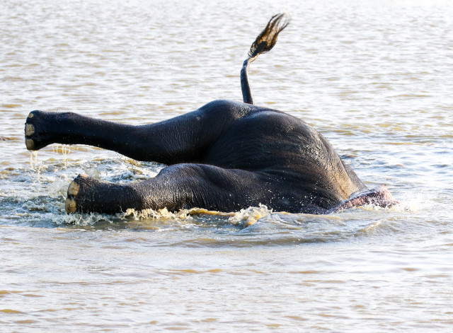 Tusker having a carefree time at bath